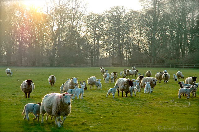 Sheep herd